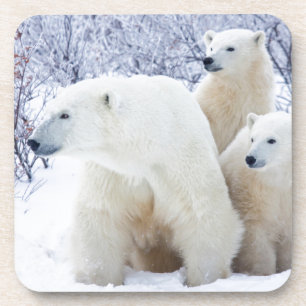 Dessous-de-verre Ours polaires et deux oursons