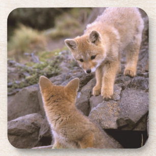 Dessous-de-verre paire de Fox gris sud-américain (Lycalopex griseus