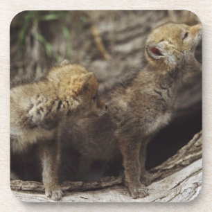 Dessous-de-verre Paires de jeunes chiots de coyote hurlant
