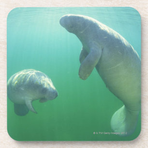 Dessous-de-verre Paires de lamantins de la Floride nageant