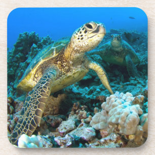 Dessous-de-verre Paires de tortue