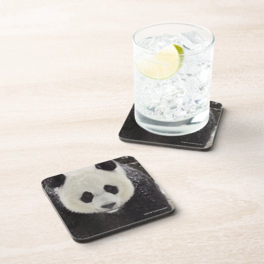 Dessous-de-verre Panda géant dans la neige (Côté Droit)