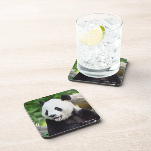 Dessous-de-verre Panda géant mangeant le bambou (Côté Droit)