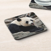 Dessous-de-verre Panda géant sur des roches (Côté gauche)