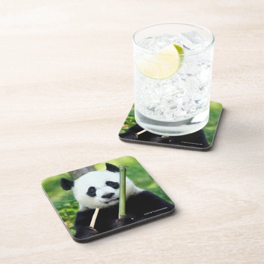 Dessous-de-verre Panda géant tenant le bambou (Côté Droit)