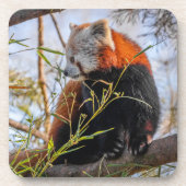 Dessous-de-verre Panda rouge (Devant)