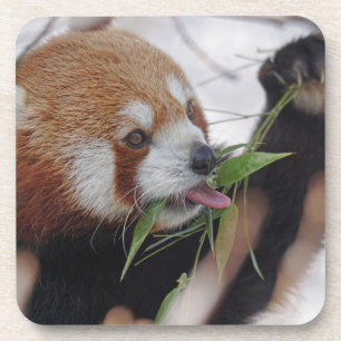 Dessous-de-verre panda rouge impression animale mignon