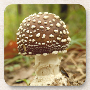 Dessous-de-verre Panther Cap Mushroom Hard Plastic Coasters