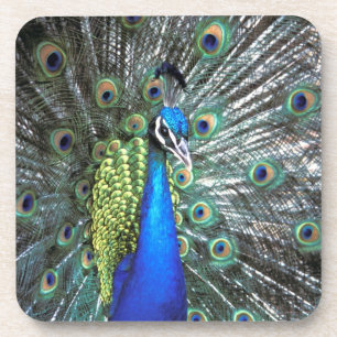 Dessous-de-verre Paon magnifique déployant des plumes colorées