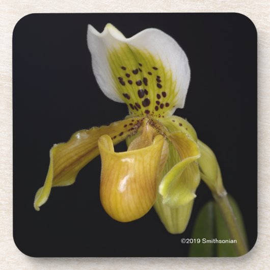Dessous-de-verre Paphiopedilum Exul (Devant)