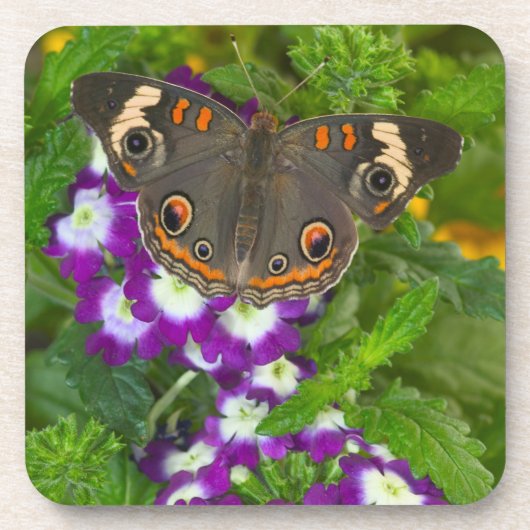 Dessous-de-verre Papilio deuil noir (Devant)