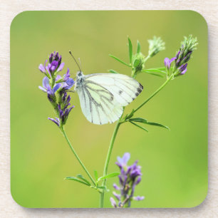 Dessous-de-verre Papillon blanc à veines vertes