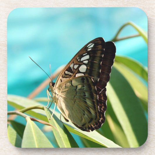 Dessous-de-verre Papillon Brun Ailes Fermées (Devant)