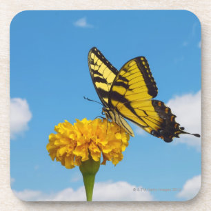 Dessous-de-verre Papillon de machaon de tigre sur une fleur