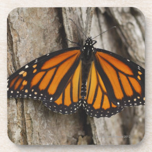 Dessous-de-verre Papillon de monarque