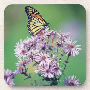 Dessous-de-verre Papillon de monarque