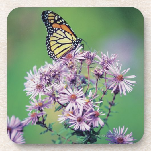 Dessous-de-verre Papillon de monarque (Devant)