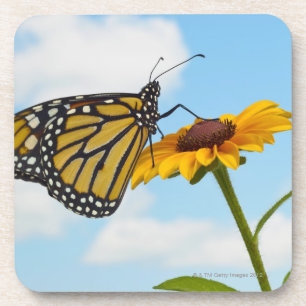 Dessous-de-verre Papillon de monarque sur une Susan observée par