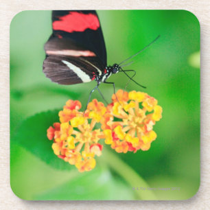 Dessous-de-verre Papillon de rosina de facteur rassemblant le