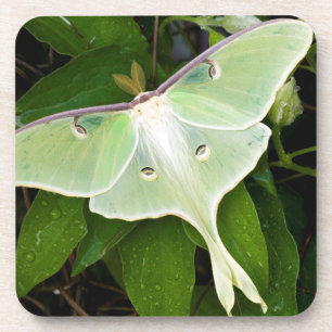 Dessous-de-verre Papillon luna sur clématite de Carnaby