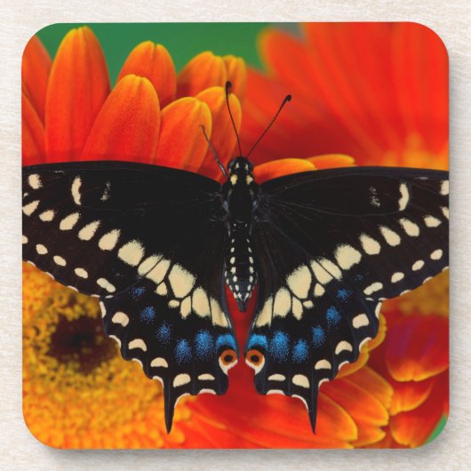 Dessous-de-verre Papillon noir Swallowtail sur Gerberia Daisy (Devant)