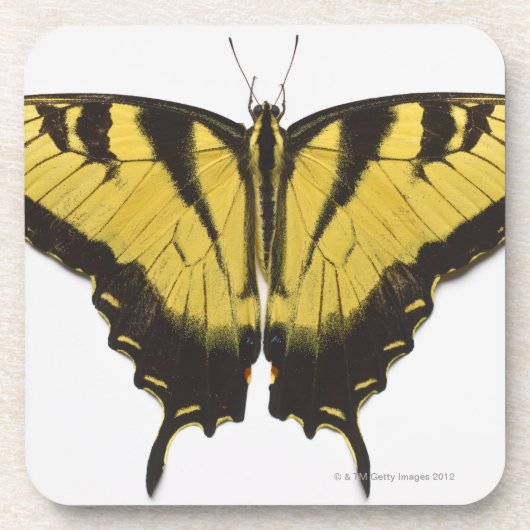 Dessous-de-verre Papillon occidental de machaon de tigre (Devant)