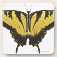 Papillon occidental de machaon de tigre