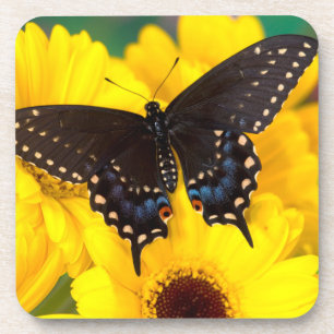 Dessous-de-verre Papillon Papilio polyxenes