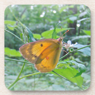 Dessous-de-verre Papillon Sulpher