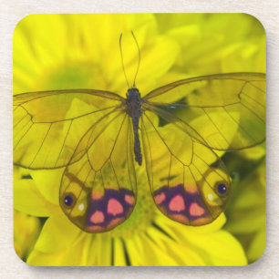 Dessous-de-verre Papillon sur jaune