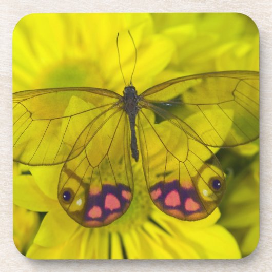 Dessous-de-verre Papillon sur jaune (Devant)