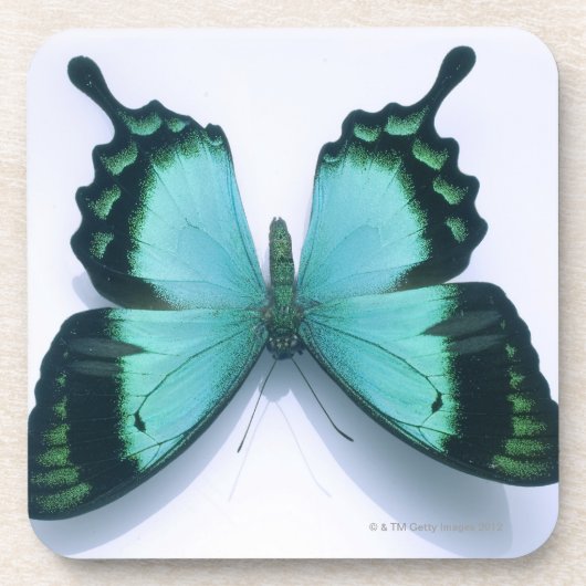 Dessous-de-verre Papillon sur le blanc (Devant)