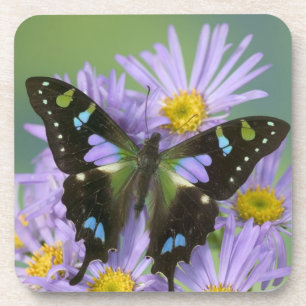 Dessous-de-verre Papillon sur Violet
