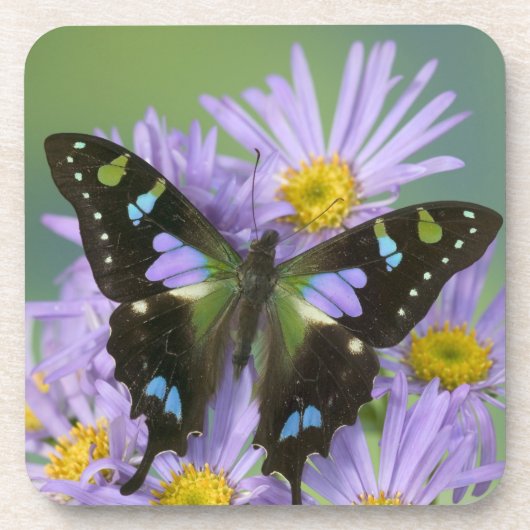 Dessous-de-verre Papillon sur Violet (Devant)