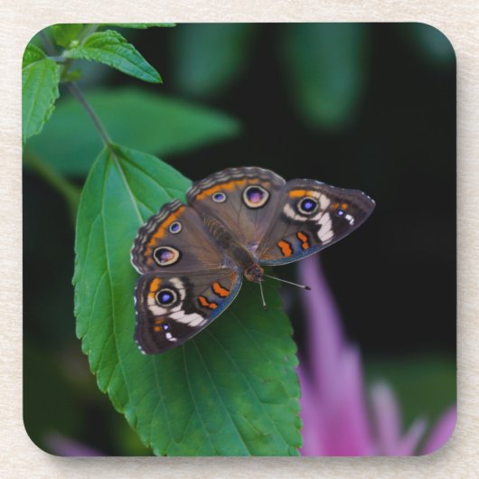 Dessous-de-verre Papillon tacheté (Devant)