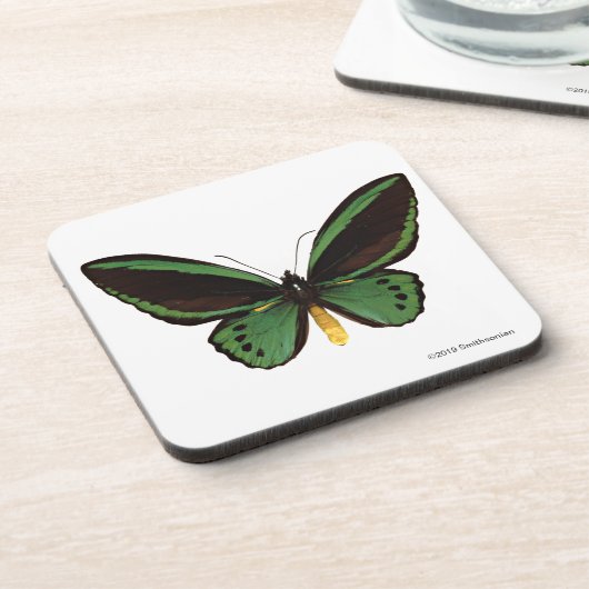 Dessous-de-verre Papillon vert de Birdwing (Côté gauche)