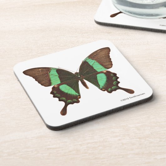 Dessous-de-verre Papillon vert de machaon (Côté gauche)