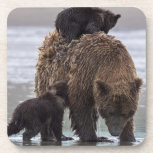 Dessous-de-verre Parc national de Clark de lac bear Brown