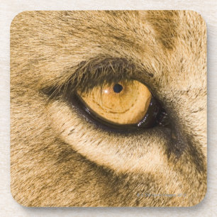 Dessous-de-verre Parc national de Kruger, province de Limpopo