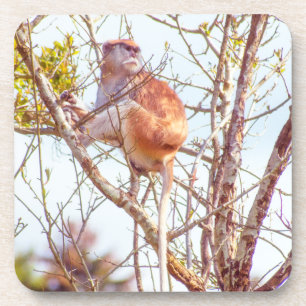 Dessous-de-verre Patas est au sommet d'un arbre