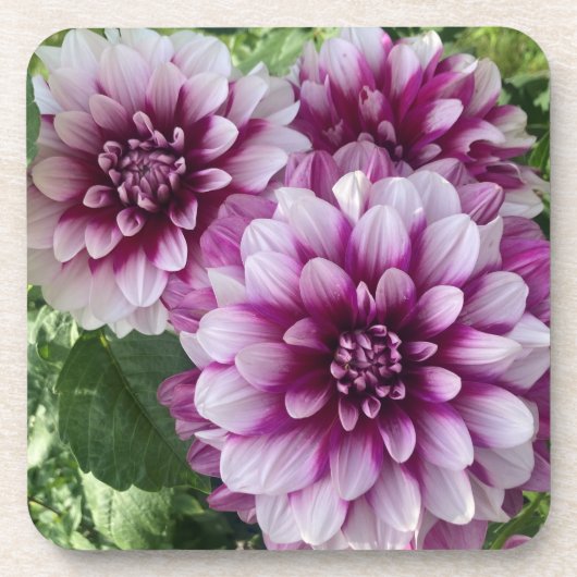 Dessous-de-verre Patches Dahlia, Superbe Fleur Violet (Devant)
