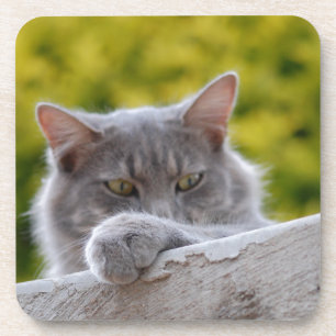 Dessous-de-verre Patte de chat gris