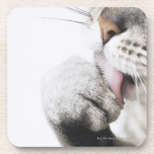 Dessous-de-verre Patte de nettoyage de chat