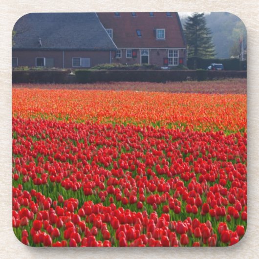 Dessous-de-verre Pays-Bas : Tulip Field en Hollande (Devant)