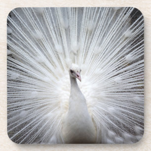 Dessous-de-verre Peacock 20160401
