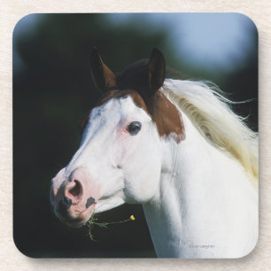 Dessous-de-verre Peignez le Headshot 3 de cheval