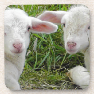 Dessous-de-verre Pensée animale de bébé jumeau d'agneau à vous