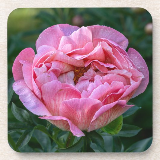 Dessous-de-verre Peony rose (Devant)
