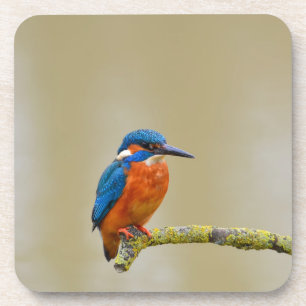 Dessous-de-verre Perching Kingfisher