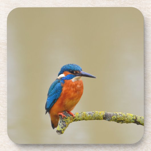 Dessous-de-verre Perching Kingfisher (Devant)